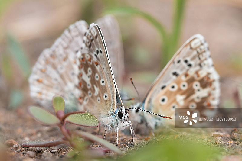 捷克共和国植物上的蝴蝶特写图片素材