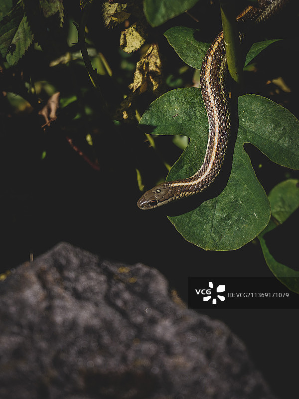 好奇的蛇：美国森林服务办公室的袜带蛇高角度视图图片素材