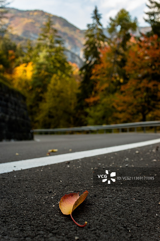 特伦蒂诺公路上的秋叶图片素材
