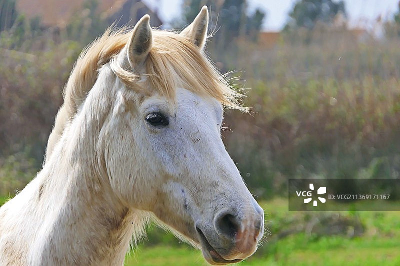 法国阿尔勒，原野上的小马特写图片素材