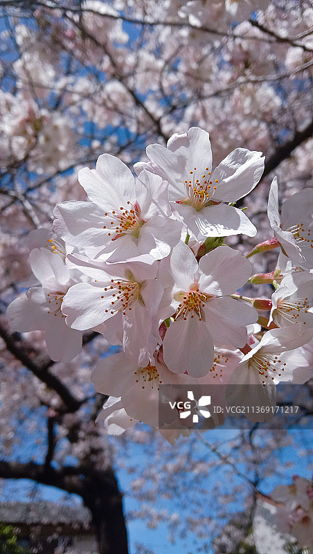 日本鸿巢市春季樱花仰视角度图片素材