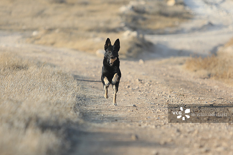 田野里美丽的德国牧羊犬 портрет图片素材