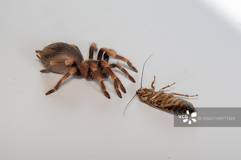 白色背景上美丽的墨西哥火脚蜘蛛图片素材