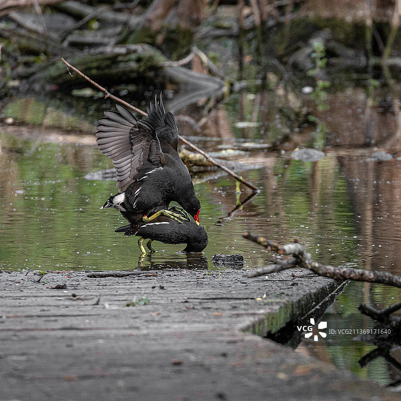 骨顶鸡夫妇，栖息在田野上的骨顶鸡特写，法国默城图片素材