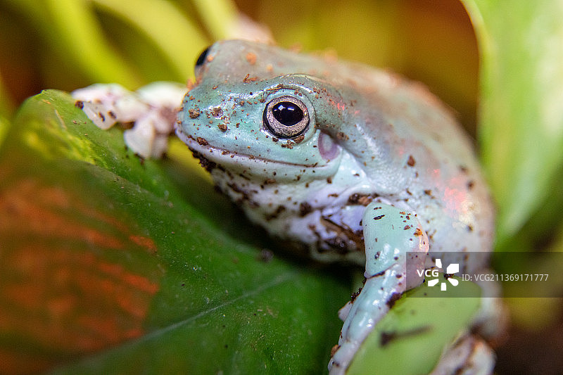 红树蛙在绿叶间图片素材