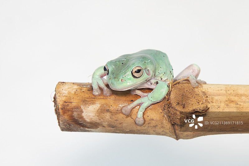 费氏垂耳树蛙捕食蝗虫图片素材