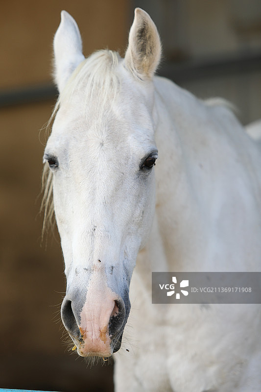一匹纯种白色阿拉伯马在黑色背景上的画像图片素材