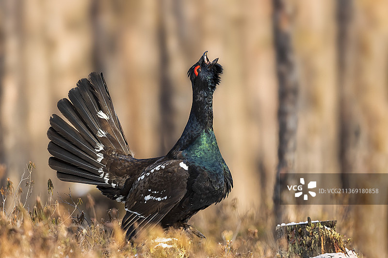 林中放歌图片素材