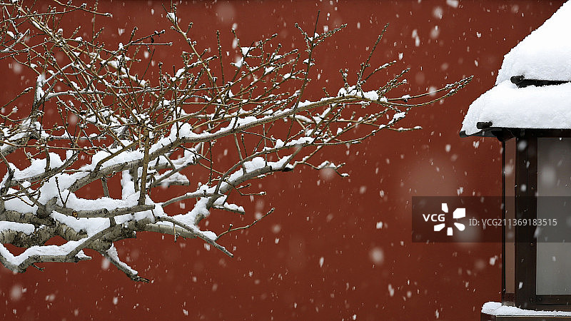 墙角数枝梅图片素材