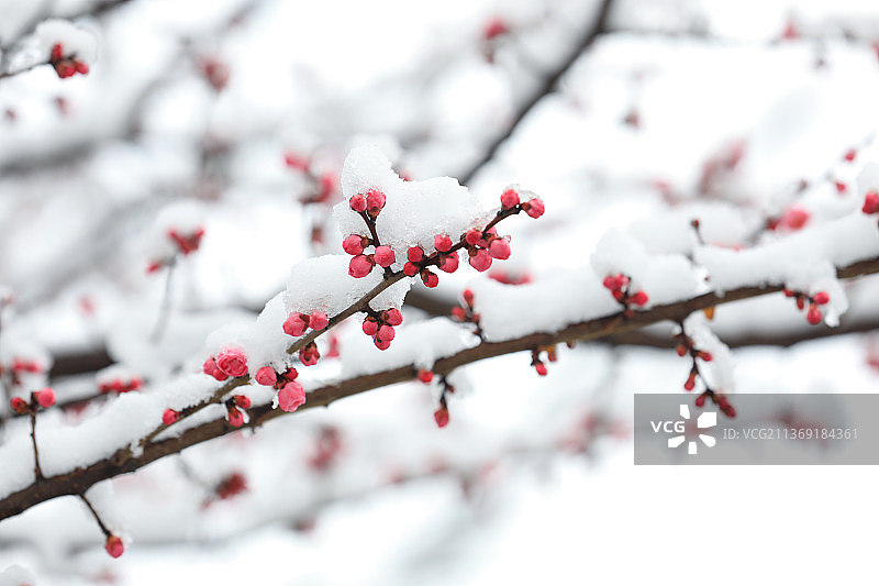 雪后梅花图片素材