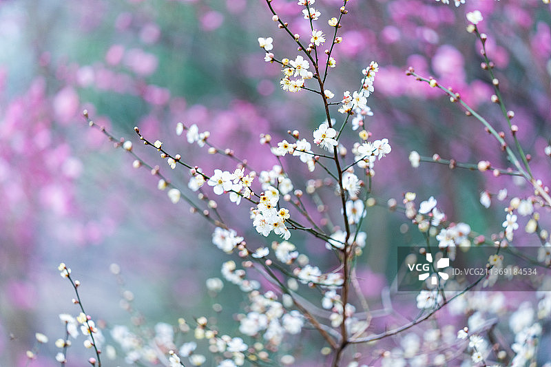 武汉大学梅花图片素材