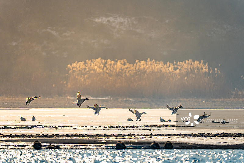 鸟儿飞图片素材