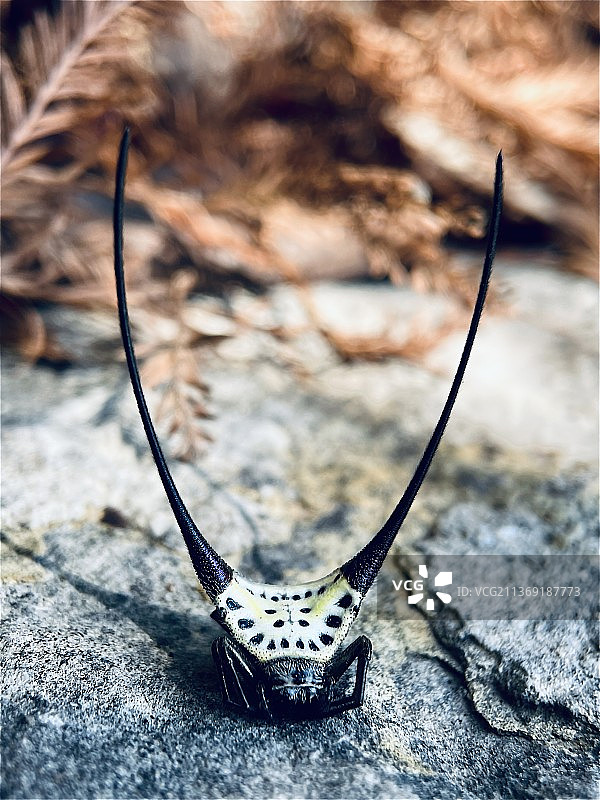 弓长棘蛛图片素材