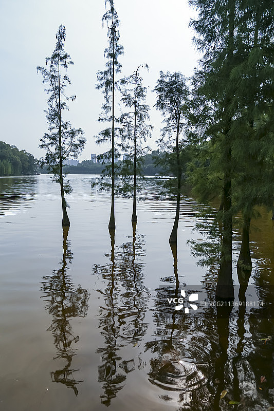 广东佛山三水森林公园里的水杉图片素材