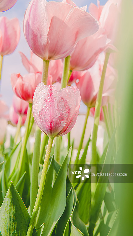 郁金香图片素材