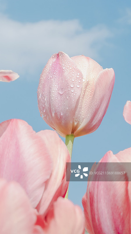 郁金香图片素材