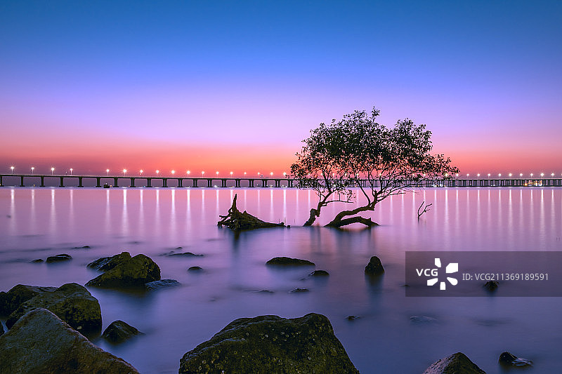 夕阳下海边的树在天空的映衬下剪影图片素材