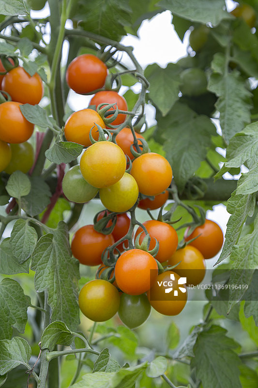 户外有机种植未成熟的西红柿特写图片素材