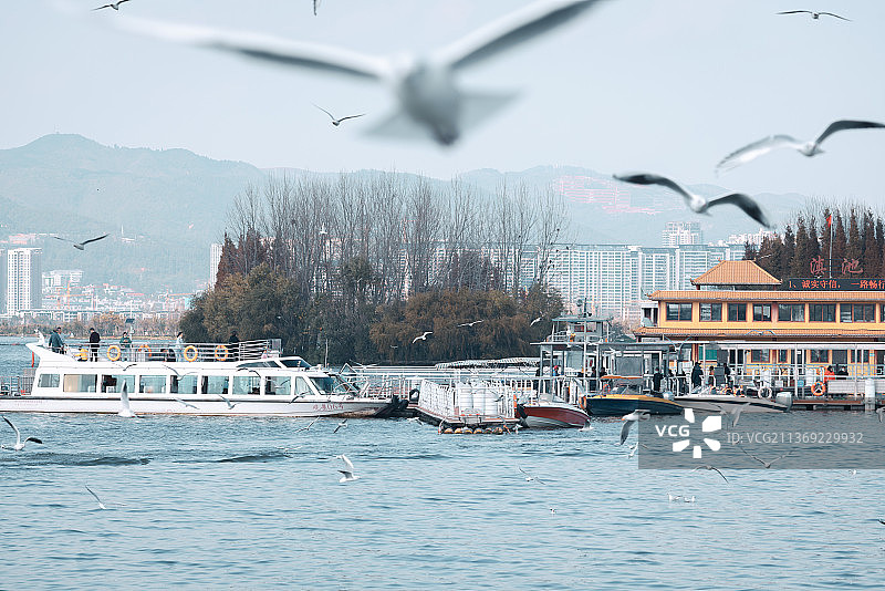 昆明滇池海埂大坝海鸥图片素材