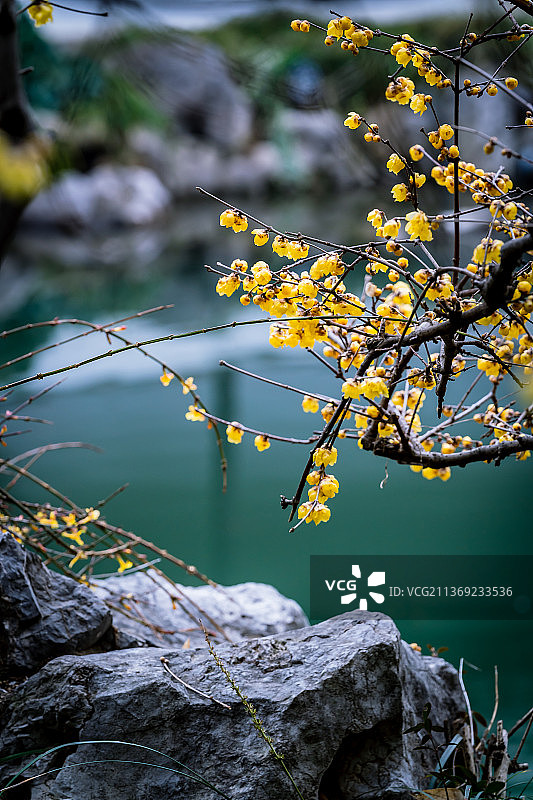 腊梅花图片素材