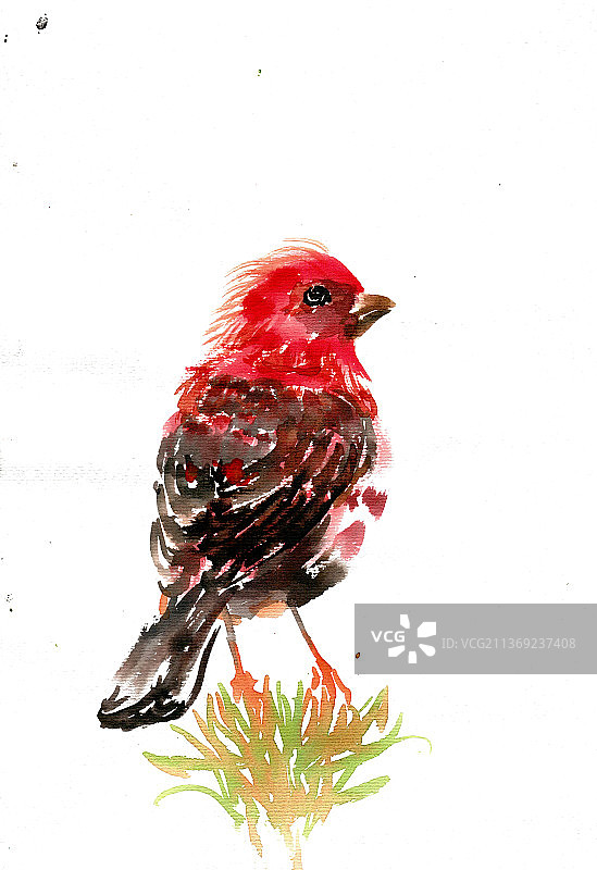 红色的小鸟图片素材