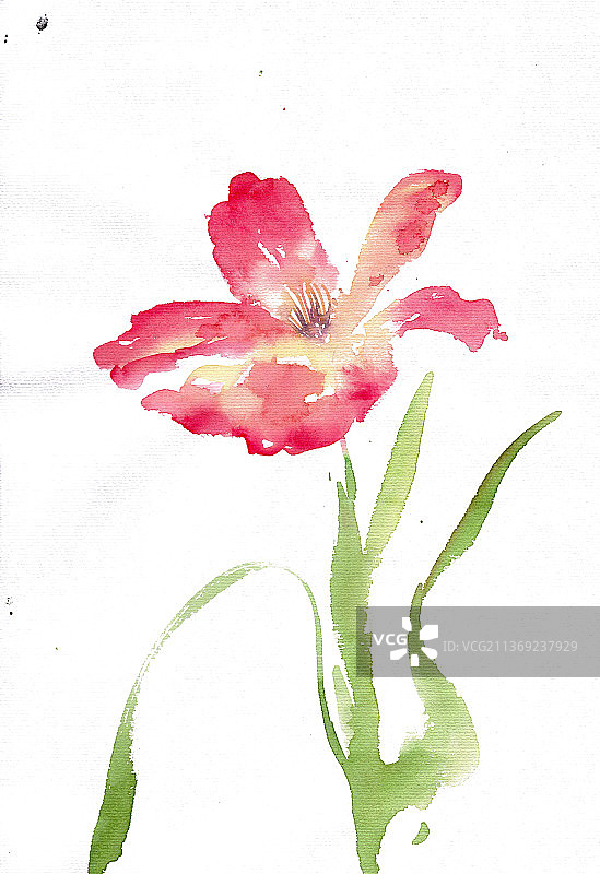 鲜艳的郁金香图片素材