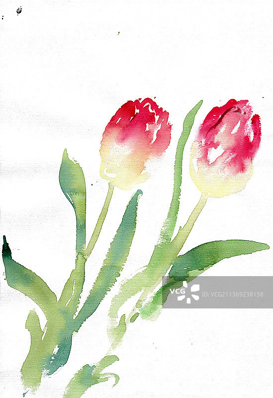 红色的郁金香图片素材