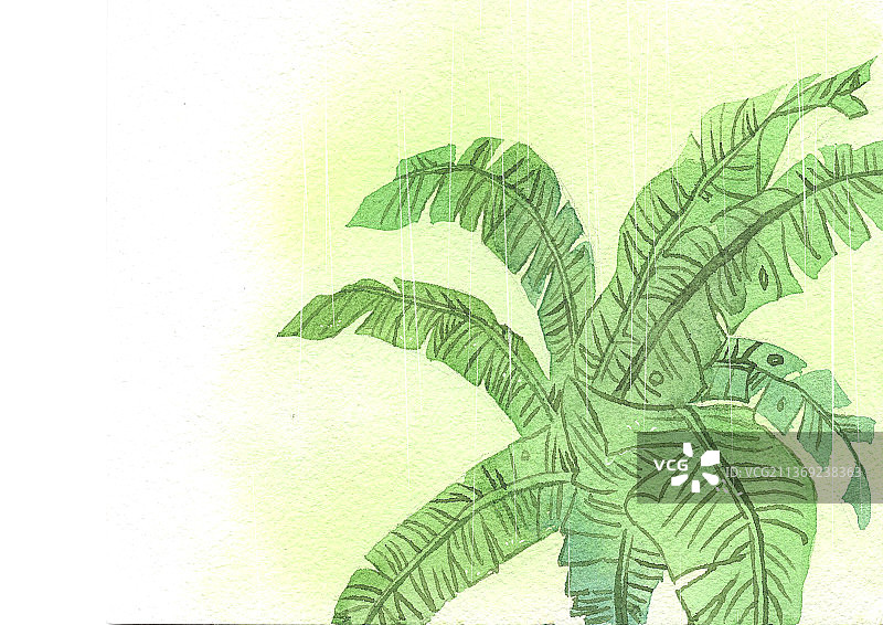 雨打芭蕉图片素材