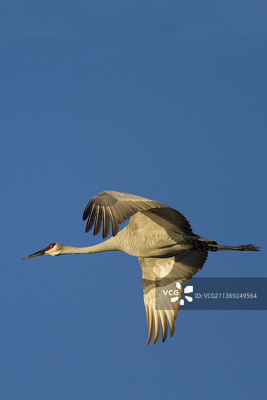 飞翔的沙丘鹤图片素材