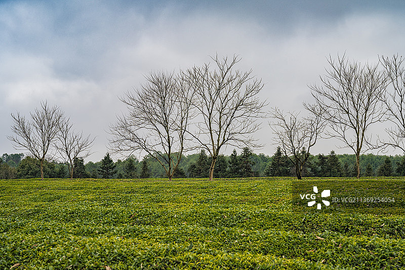 金华兰溪茶园图片素材