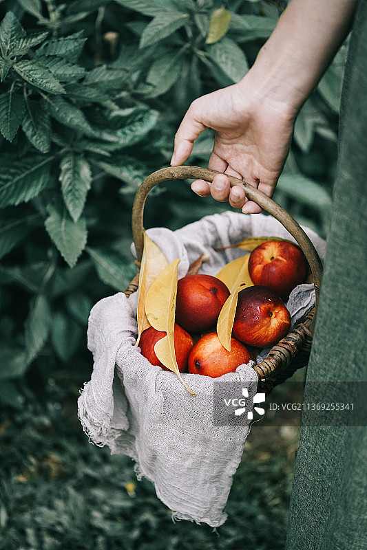 黄桃森林篮子桃子图片素材