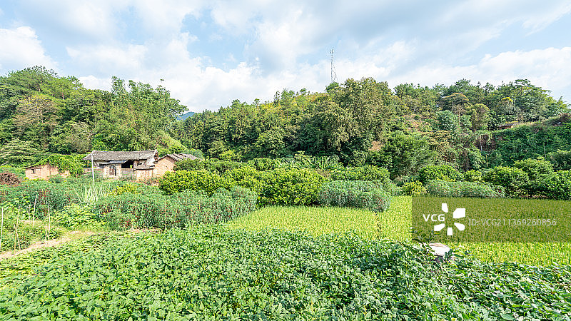 中国梅州市茶阳镇稻田风光图片素材