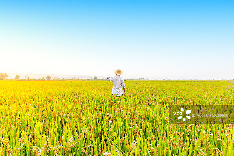 中国河南洛阳孟津区黄河边农业技术员视察稻田图片素材