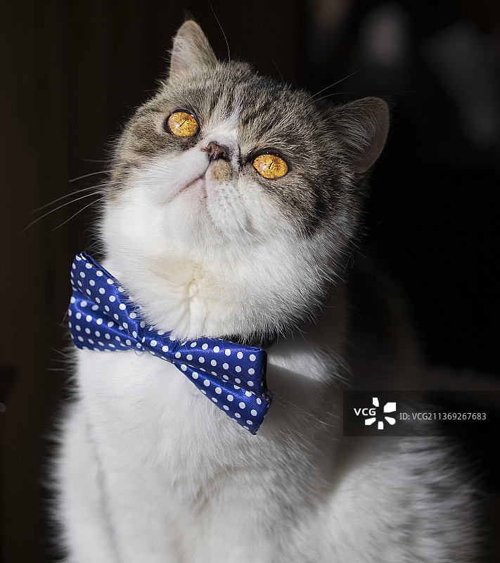 戴着黑色领结的琥珀色小猫，挪威阿克什胡斯图片素材