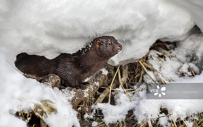 美洲水貂、雪地上的北极熊（爱沙尼亚塔林，高角度）图片素材