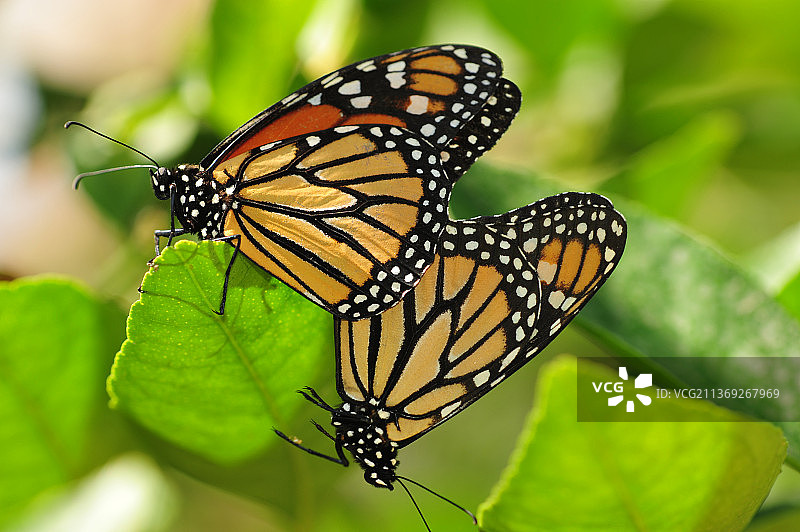 爱意满满，蝴蝶停留在树叶上的特写图片素材