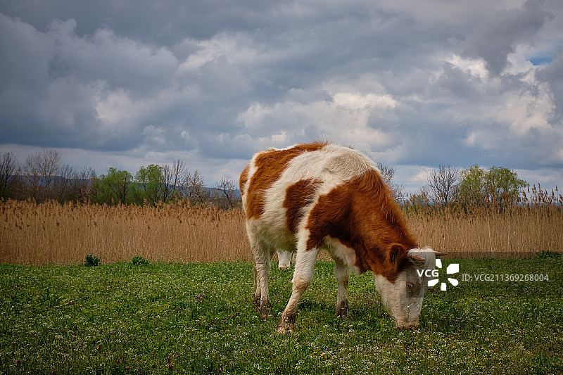 吃草的牛，小牛站在田野上，塞尔维亚图片素材