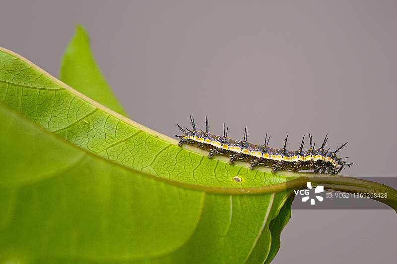 叶子上昆虫的幼虫特写图片素材