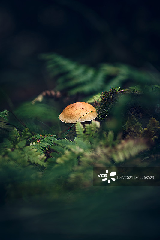 森林地面上的蘑菇，特写：毒蝇伞图片素材