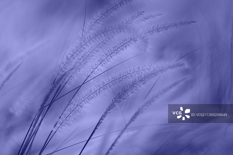 风中紫色蓬松草背景，模糊效果图片素材