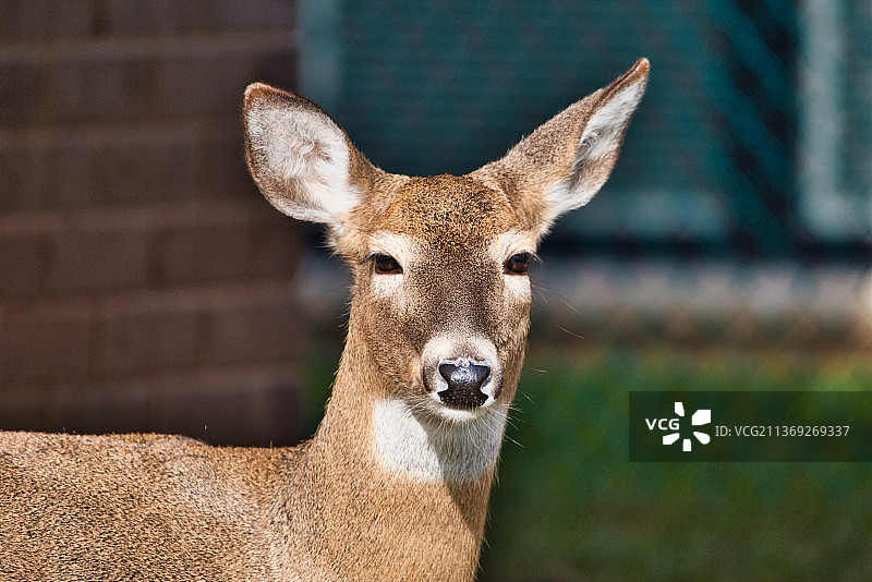 白色的特写肖像图片素材