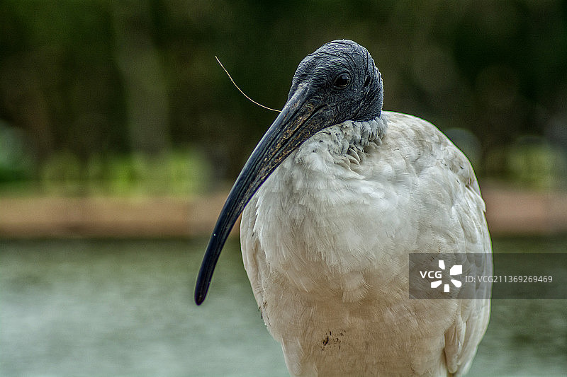户外栖息的朱鹭特写图片素材