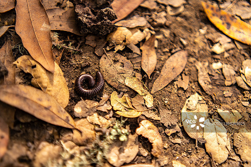 俯视角度拍摄的田野上的蜈蚣图片素材