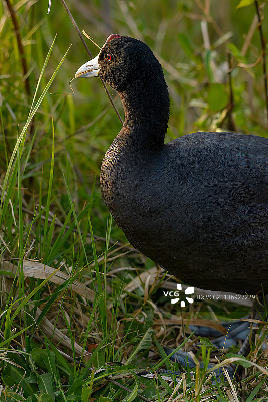 西班牙骨顶鸡草地栖息特写图片素材