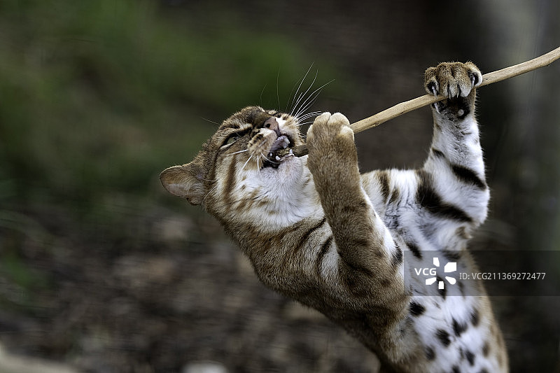 锈斑猫，英国艾 Ashford 长颈鹿特写图片素材