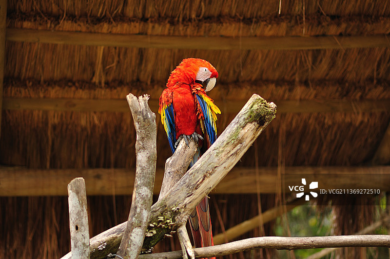 哥伦比亚鹦鹉栖息树枝特写图片素材