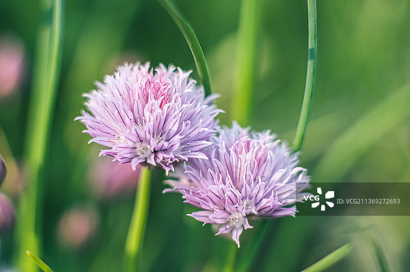 粉色美人：德国杜伊斯堡田野上的粉色植物特写图片素材