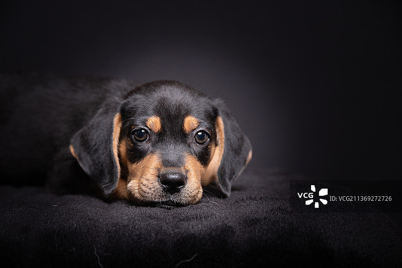 伯恩山犬躺在床上，葡萄牙图片素材