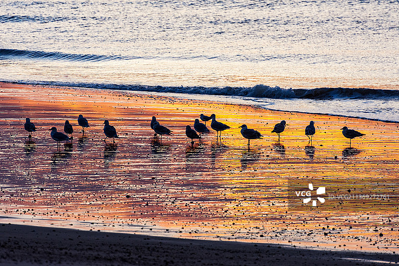 清晨的家务，日落时海滩上鸟儿的剪影图片素材
