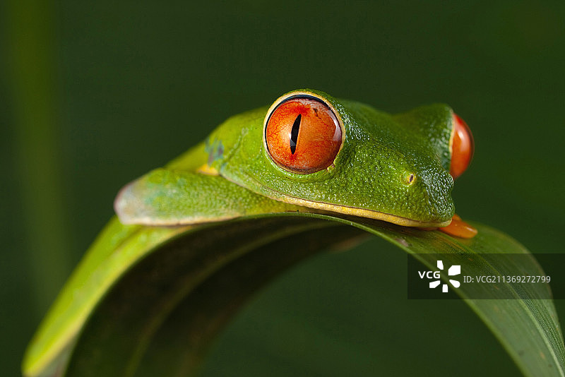 红眼树蛙特写，树叶上的红色图片素材
